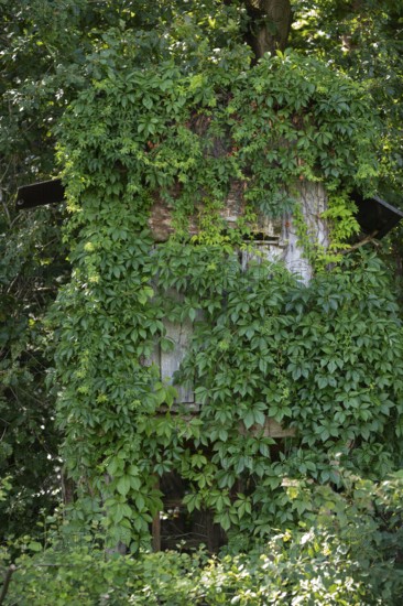 Wild Vine (Parthenocissus quinquefolia), also known as Virginia creeper, overgrows a raised hide at