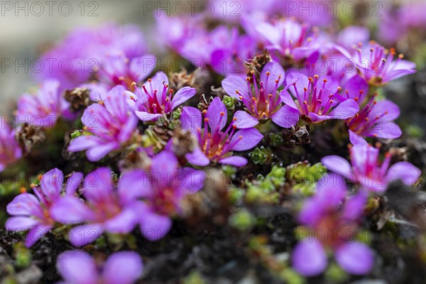 Red saxifrage (Saxifraga oppositifolia), saxifrage family (Saxifragaceae), Jotunkjeldene,