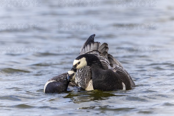 White-fronted Goose (Branta leucopsis), Geese (Anseriformes), Mating in the water, Aventdalen,
