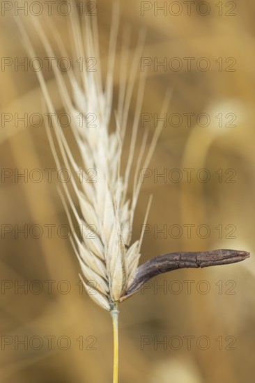 Ergot mushroom Claviceps purpurea on a ripe ear of grain