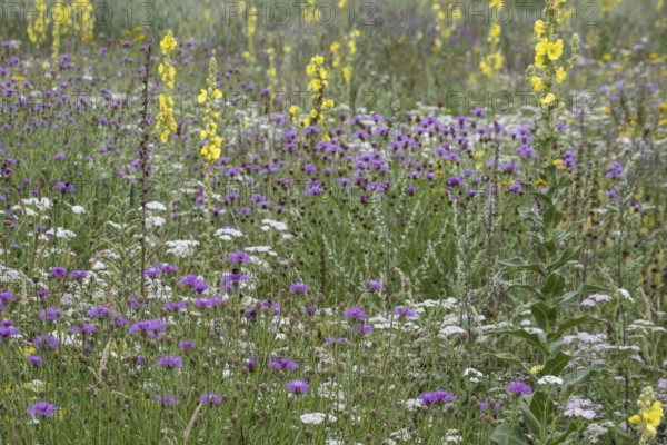 Flower meadow with large-flowered mullein (Verbascum densiflorum), Lower Saxony, Germany