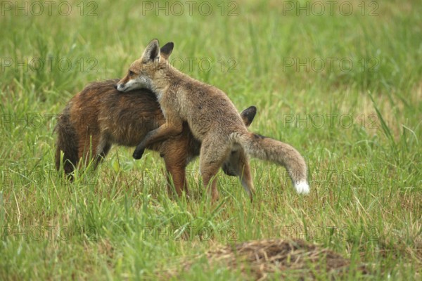 Red fox (Vulpes vulpes) male and weaned kitten, invitation to play on mown meadow in light rain,