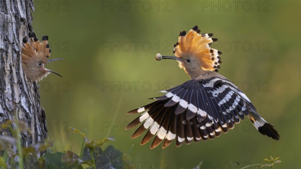 Hoopoe (Upupa epops) Bird of the Year 2022, male with food, prey, foraging, food for the young