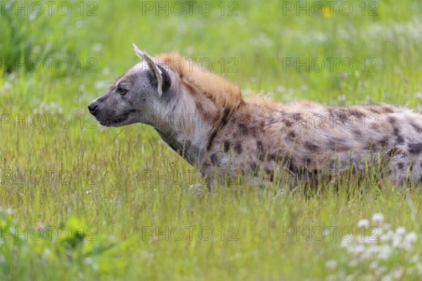 An adult male spotted hyena (Crocuta crocuta) lying in a green meadow, observing something.