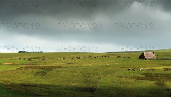 Auvergne Volcanoes Regional Natural Park. Cezallier. Herd of cows near a farmhouse (buron) under a