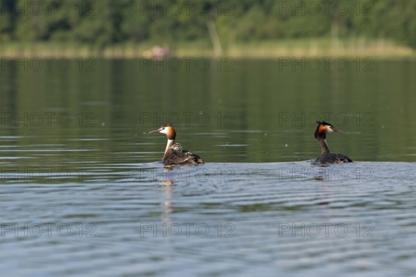 Great Crested Grebe (Podiceps ribbonfish) with juvenile, Leppinsee, Rechlin, Mecklenburg Lake