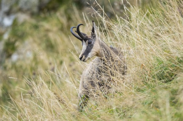 Chamois (Rupicapra rupicapra) on a meadow in the Vosges Mountains, wildlife, France