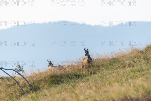 Chamois (Rupicapra rupicapra) on a meadow in the Vosges Mountains, wildlife, France