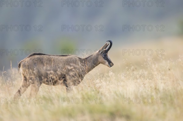 Chamois (Rupicapra rupicapra) on a meadow in the Vosges Mountains, wildlife, France