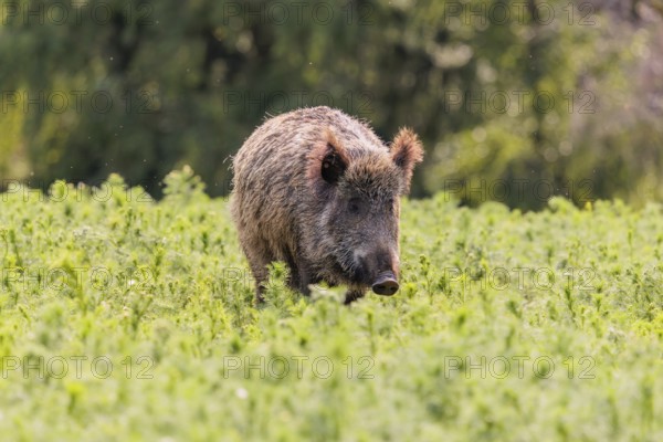 A wild boar (Sus scrofa) stands in a field of wild chamomile (Matricaria chamomilla). Bavaria,