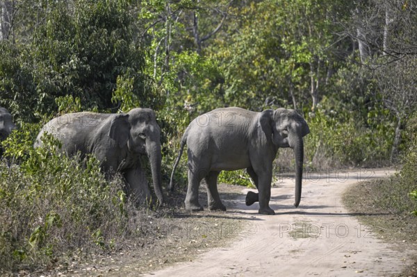 Indian elephants (Elephas maximus indicus), Corbett National Park, near Ramnagar, Uttarakhand