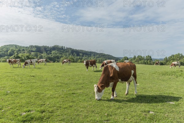 Brown and white cows are grazing calmly on a lush green pasture under a clear blue sky. The