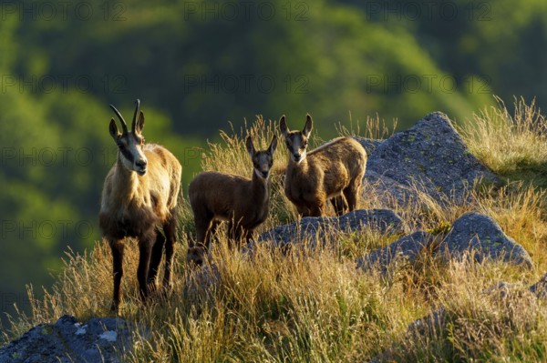 Three chamois standing on a sunny meadow with rocks in the background, chamois, chamois, (Rupicapra