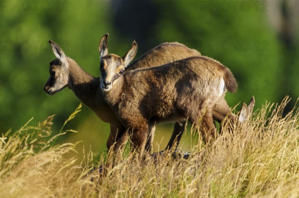 Two young chamois standing on a sunny meadow in front of a green background, chamois, chamois,