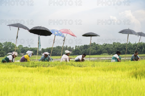 BAKSA, INDIA- JULY 12: Tribal women prepare rice saplings under temporary umbrellas on a hot summer