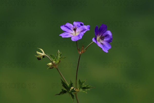 Cranesbill (Geranium cinereum), flowering, flowers, perennial plant, perennial, Ellerstadt, Germany