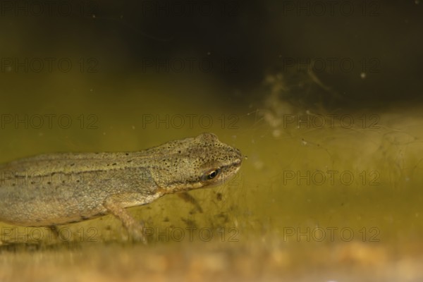 Smooth or Common newt (Lissotriton vulgaris) adult amphibian in a pond, England, United Kingdom