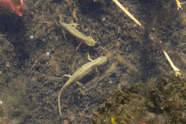 Smooth or Common newt (Lissotriton vulgaris) adult male and female amphibians in a pond, England,