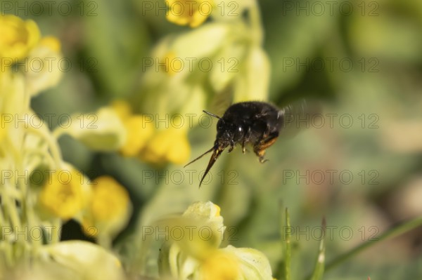 Ashy mining bee (Andrena cineraria) adult insect flying towards a Cowslip flower in spring,