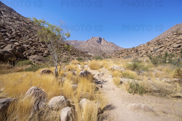Tsisab Gorge, White Lady Trail, desert landscape with mountains, Brandberg, Erongo, Damaraland,