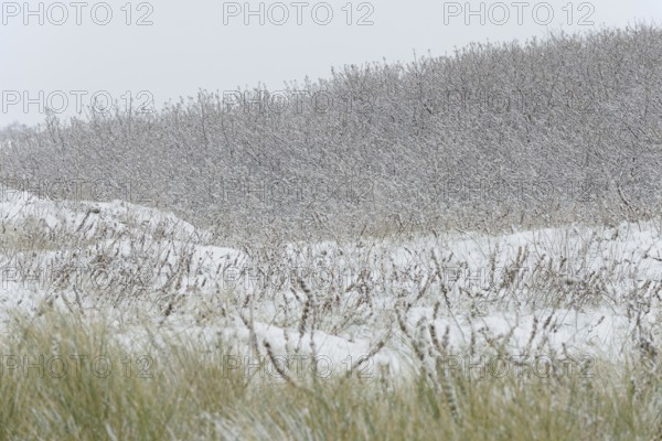 Winter day, onset of winter, snow lies on the bushes in the dune landscape of Norddeich, North Sea,