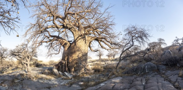 African baobab or baobab tree (Adansonia digitata), arid landscape, Kubu Island (Lekubu), Sowa Pan,
