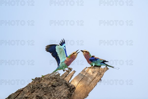 Forked Roller (Coracias caudatus), with open wing, mating behaviour, two birds on a branch in front