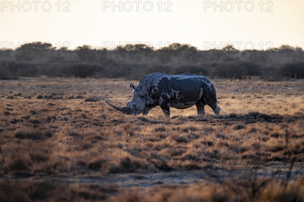 Southern white rhinoceros (Ceratotherium simum simum), Khama Rhino Sanctuary, Serowe, Botswana