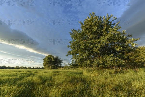 An expansive meadow with tall grass moving gently in the breeze, complemented by scattered trees
