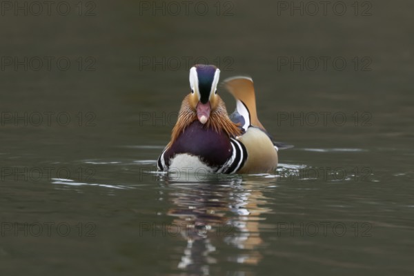 Mandarin duck (Aix galericulata) adult male bird on a lake, England, United Kingdom