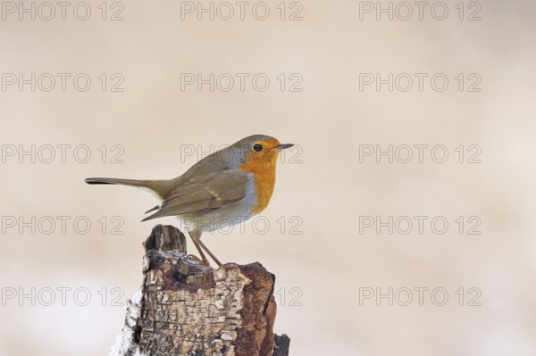 European robin (Erithacus rubecula), on dead wood of a birch tree, Wilnsdorf, North