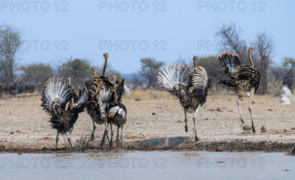 Common ostrich (Struthio camelus), six juveniles, with upturned wings, startled, flight behaviour,