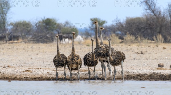 Common ostrich (Struthio camelus), six juveniles, group at waterhole, Nxai Pan National Park,