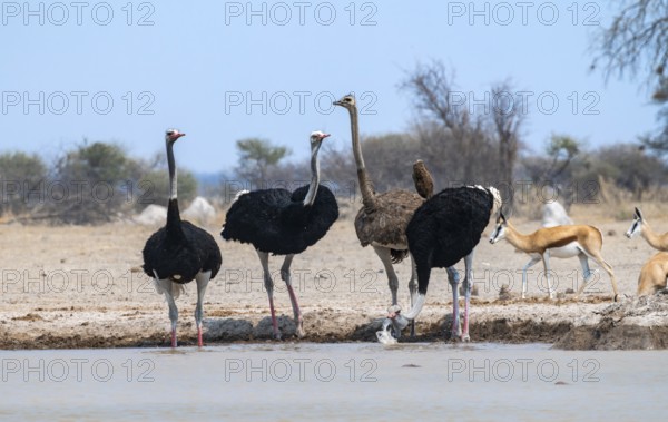 Common ostrich (Struthio camelus), adult female and three males, drinking at a waterhole, Nxai Pan
