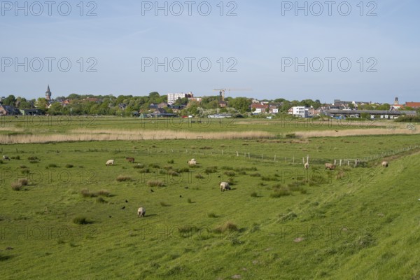 Sheep grazing in the meadows, Dockkoog, Husum, North Frisia, Schleswig-Holstein, Germany