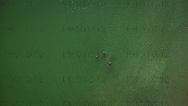 Aerial view of people enjoying the refreshing waters of covas beach in viveiro, a stunning coastal