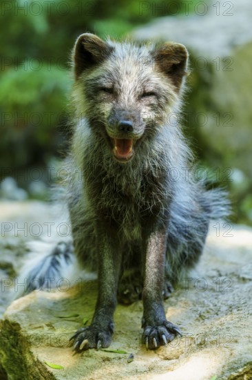 A happy fox sits on a stone and seems to smile, surrounded by green forest nature, Arctic fox,