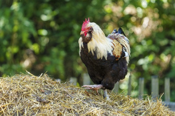 A rooster stands on a dung heap in front of a wooden fence in a natural environment, German Salmon