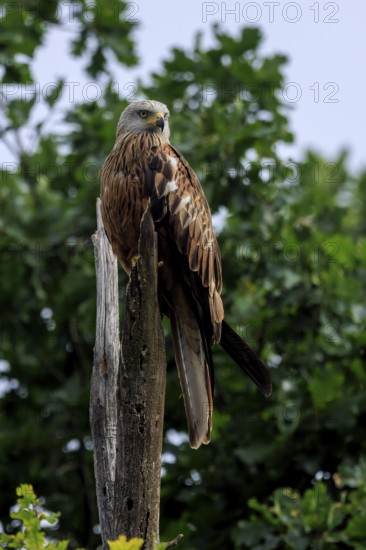 A majestic bird of prey on a tree stump with a background of foliage, Red Kite, (Milvus milvus)