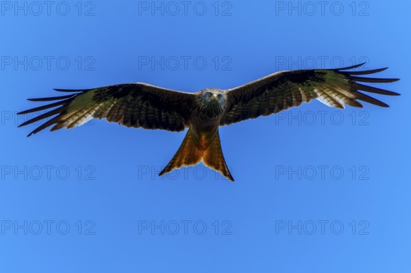 A red kite in flight from the front view with outstretched wings, Red Kite, (Milvus milvus)