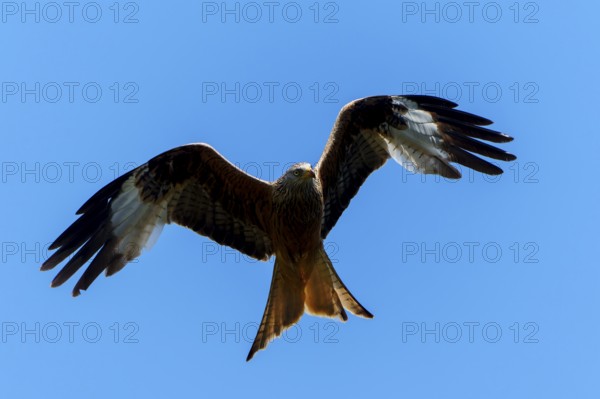 A red kite with spread wings flying in the sky, Red kite, (Milvus milvus) wildlife, Germany