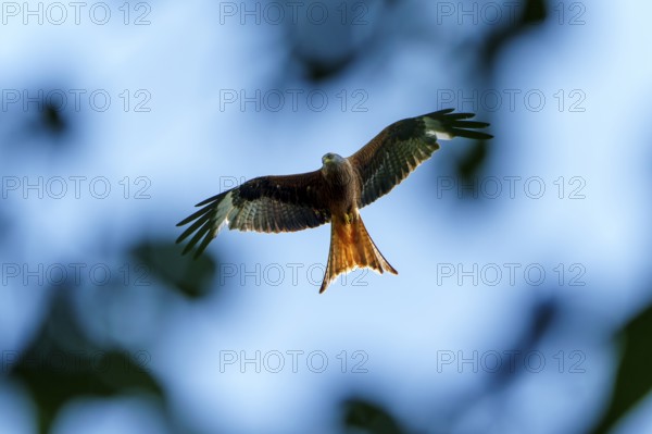 A red kite flies high in a blue-green sky, Red kite, (Milvus milvus) wildlife, Germany