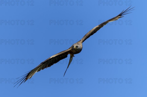 Bird of prey in frontal flight with wings spread wide, Red Kite, (Milvus milvus) wildlife, Germany