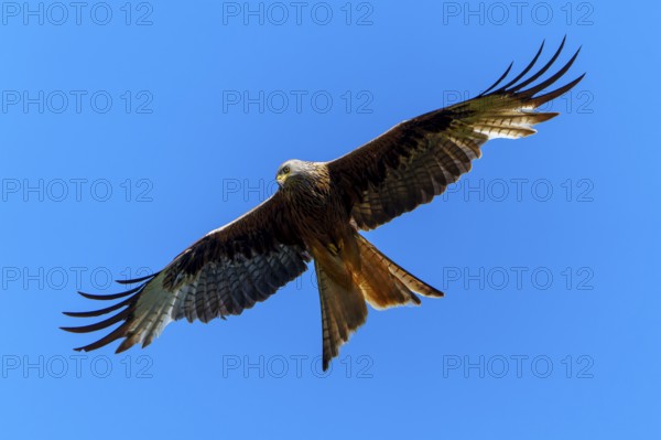 Bird of prey in flight, spreading its wings against the blue sky, Red Kite, (Milvus milvus)