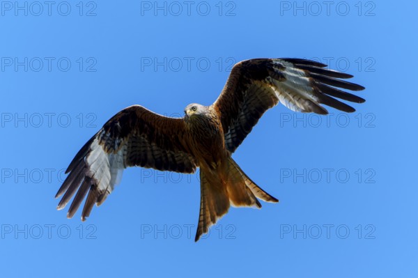 A bird of prey with spread wings flying against a blue sky, Red Kite, (Milvus milvus) wildlife,
