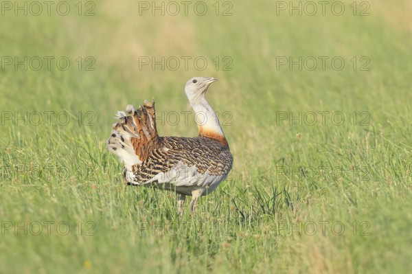 Great Bustard (Otis tarda), steppe bird, extremely rare bird species, threatened with extinction,