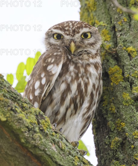 Little owl (Athene noctua) adult bird sitting in a tree, endangered bird species in Central Europe,