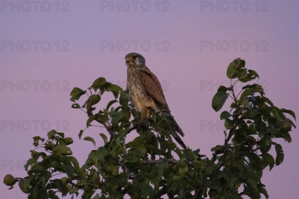 A Common Kestrel sits in an apple tree near Frankfurt am Main at dusk in the evening and observes