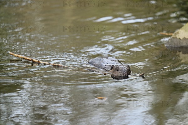 Eurasian beaver, European beaver (Castor fibre), swimming in a stream with a branch in its mouth,