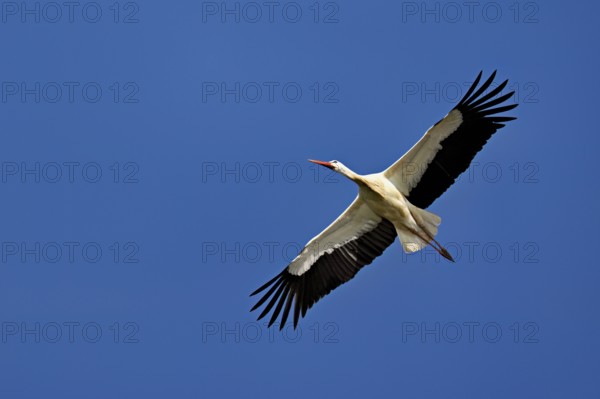White stork (Ciconia ciconia), in flight, Canton Aargau, Switzerland